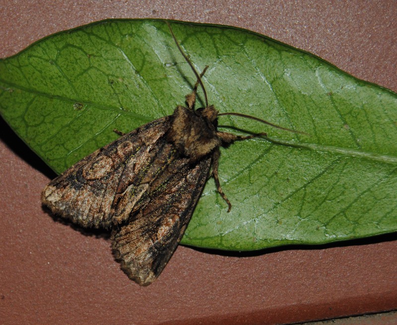 Id - Noctuidae